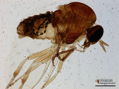 Simulium sp. (aka., black fly or buffalo gnat)