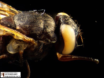 Stomoxys calcitrans (ex., stable fly, barn fly, biting house fly, dog fly, or power mower fly)