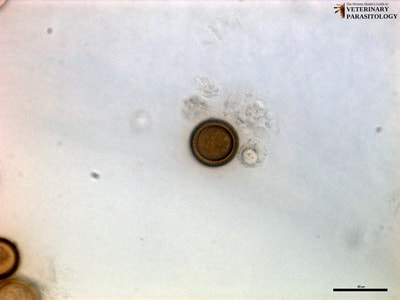 Taenia pisiformis eggs, fecal float