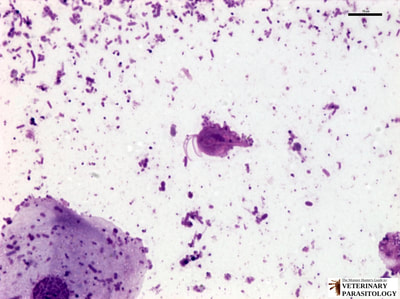 Trichomonas sp. trophozoite in feline fecal smear