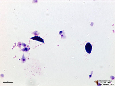 Tritrichomonas foetus trophozoites