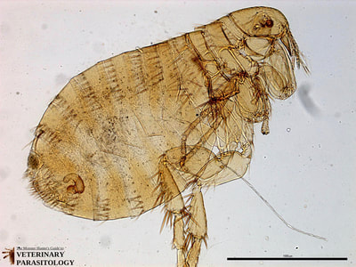 Xenopsylla cheopis (aka., Oriental Rat Flea)