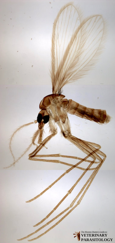 Lutzomyia longipalpis (aka., sand fly)