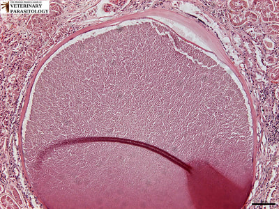 Besnoitia sp. tissue cyst