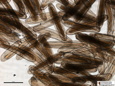Cochliomyia hominivorax (aka., New World screw-worm fly) eggs