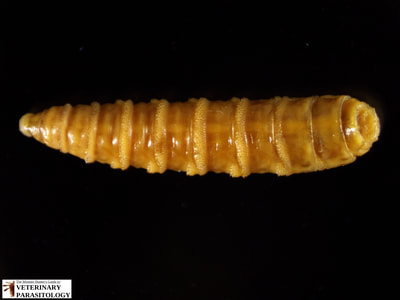 Cochliomyia macellaria (aka., secondary screw-worm, or blow fly) larva (maggot) with non-pigmented tracheal trunks