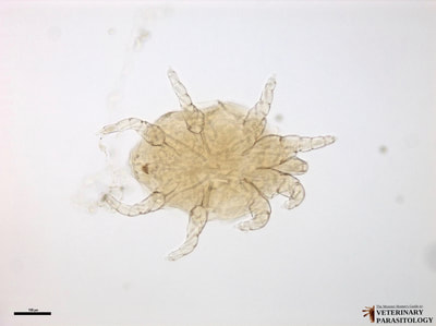 Cytodites nudus (aka., Cytoleichus nudus, air sac mite, or Millennium Fowlcon Mite) in lung of chicken (also reported in turkey, pheasant, grouse, pigeon, and canary)