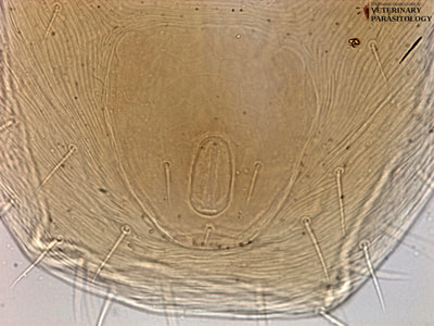 Anus and anal plate of Dermanyssus sp. mite (ex., red chicken mite)