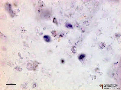 Giardia lamblia cysts and trophozoite