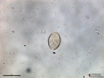 Capillaria sp. larvated egg, fecal float