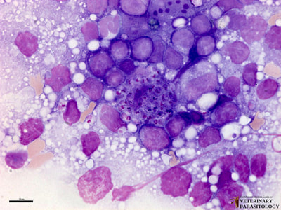 Leishmania sp. amastigotes in lymph node