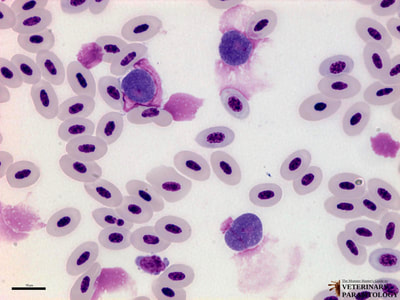 Leucocytozoon sp. gametocytes in avian blood smear