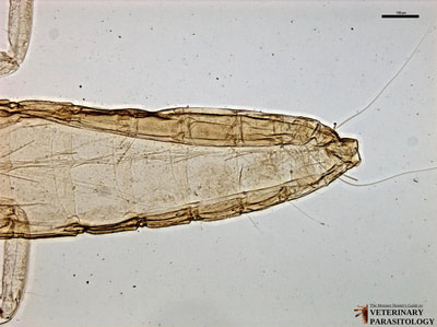 Lipeurus caponis (aka., poultry wing louse) of poultry