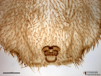 Melophagus ovinus (aka., Sheep Ked), posterior end