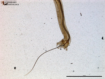 Metastrongylus