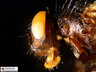Musca domestica (aka., common housefly)