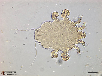 Myocoptes sp. (aka., fur mite) female from mouse