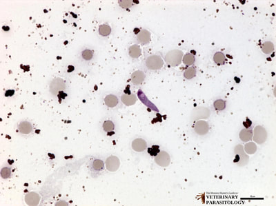 Plasmodium sp. ookinetes in stomach contents of mosquito