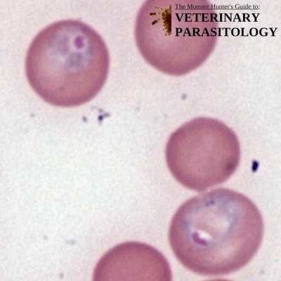 Plasmodium berghei trophozoites in blood smear of a Swiss mouse