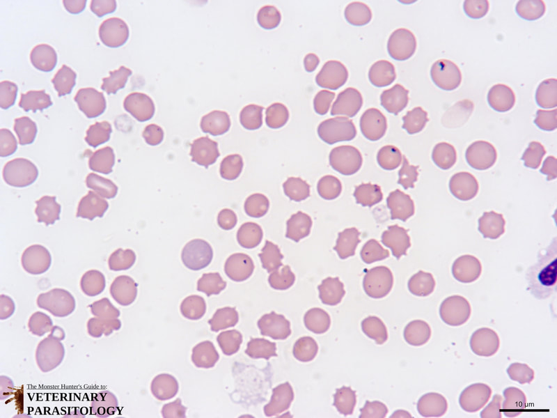 Stain precipitant artifact in a blood smear.