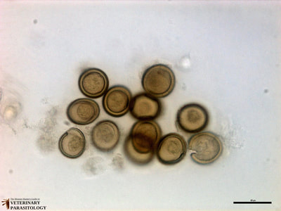 Taenia pisiformis eggs, fecal float