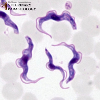 Trypanosoma congolense trypomastigotes