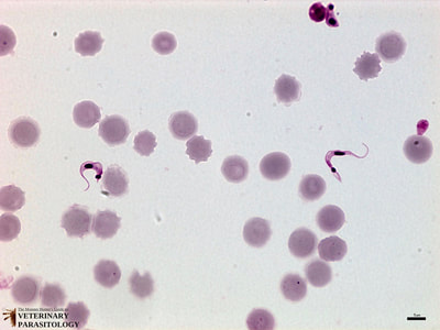 Trypanosoma cruzi trypomastigotes