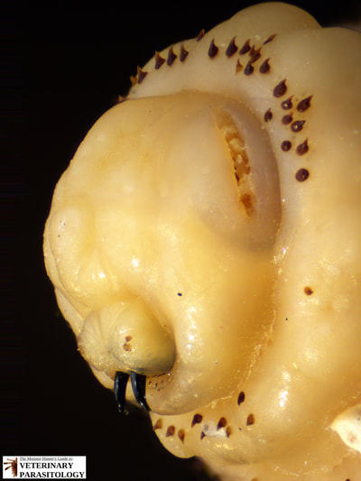 Dermatobia sp. (aka., primary human bot fly, torsalo, American warble fly) larva (maggot)