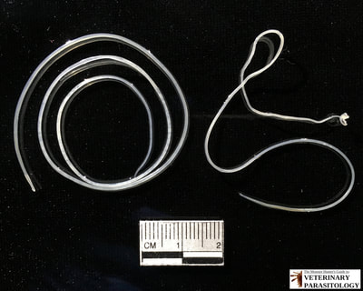Dirofilaria immitis (Heartworm), adult female and male