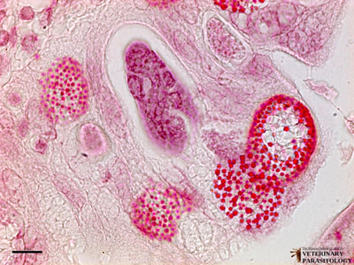Eimeria sp. in mammalian intestine