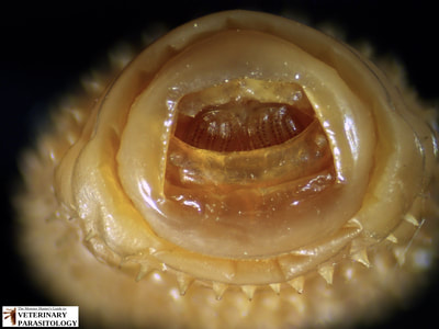 Gasterophilus intestinalis (aka., common horse bot fly, or bot fly) larva