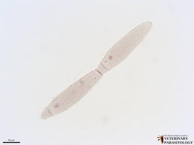 Gregarina sp. protozoan of invertebrates