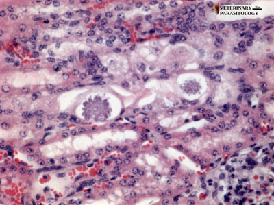 Klossiella equi schizonts in equine kidney