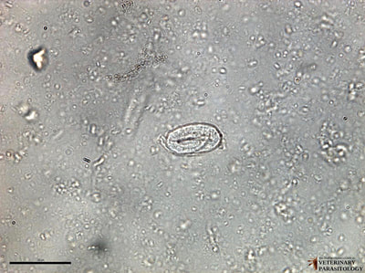 Ancylostoma sp. or Capillaria sp. larva, fecal float