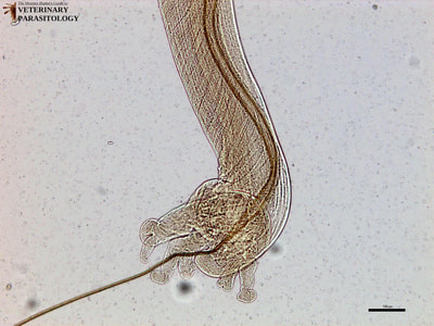 Metastrongylus