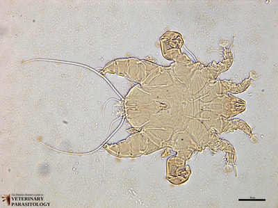 Myocoptes sp. (aka., fur mite) male from mouse