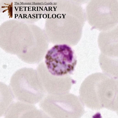 Plasmodium malariae gametocyte