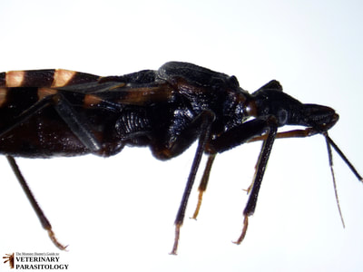 Triatoma sp. (aka., assassin bug, kissing bug, conenoses)