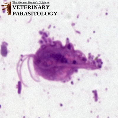 Trichomonas sp. trophozoite in feline fecal smear
