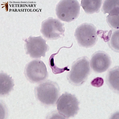 Trypanosoma cruzi trypomastigote