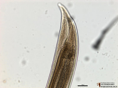 Ascarops strongylina