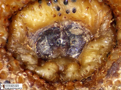 Cuterebra sp. (aka., Rodent Bot Fly) larva