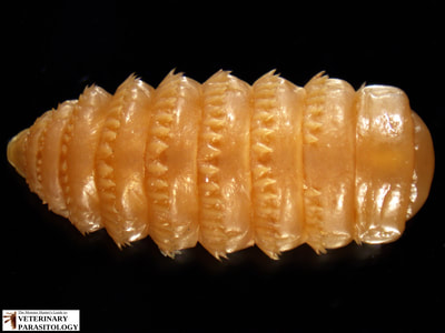 Gasterophilus nasalis (aka., throat bot fly) larvae