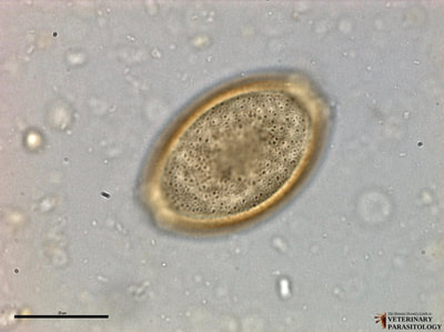 Outer surface of Capillaria sp. larvated egg, fecal float