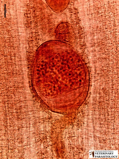 Eggs within the central parauterine organ of a Mesocestoides sp. gravid proglottid