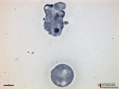 Naegleria fowleri (aka., brain-eating amoeba) trophozoites