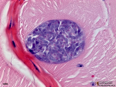 Sarcocystis sp. sarcocyst containing many bradyzoites
