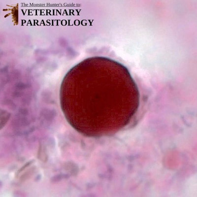 Cyclospora sp. oocyst, stained fecal smear