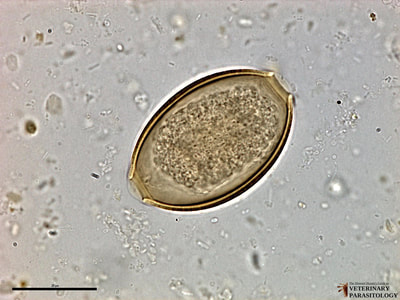 Capillaria sp. larvated egg, fecal float