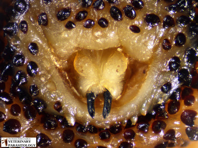 Cuterebra sp. (aka., Rodent Bot Fly) larva